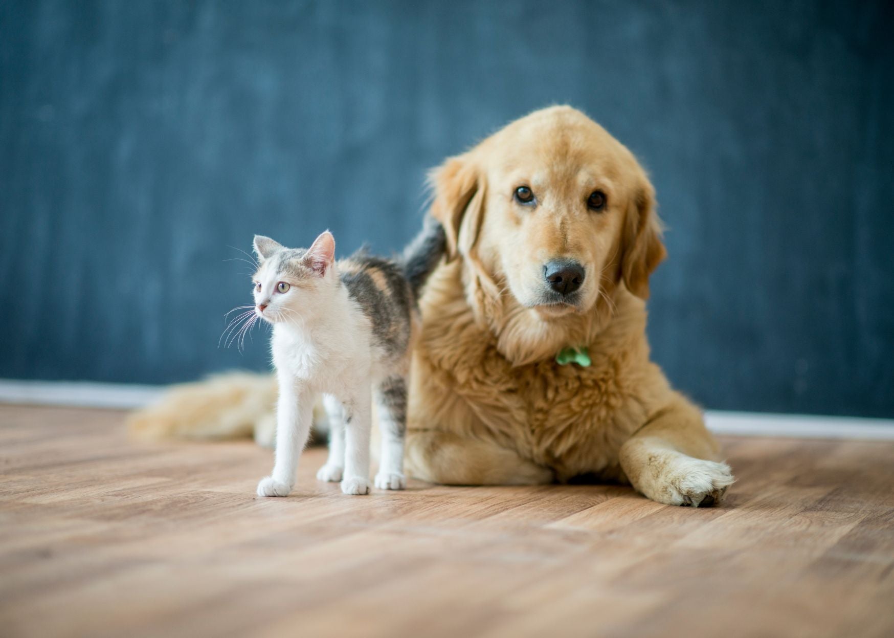 The Best Pet-Friendly flooring tiles